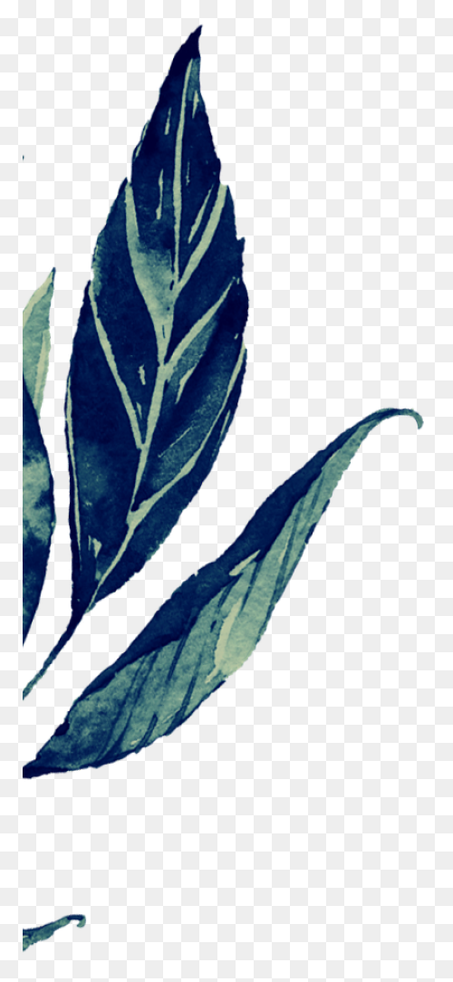 Vines Clipart Greenery - Corner Bor