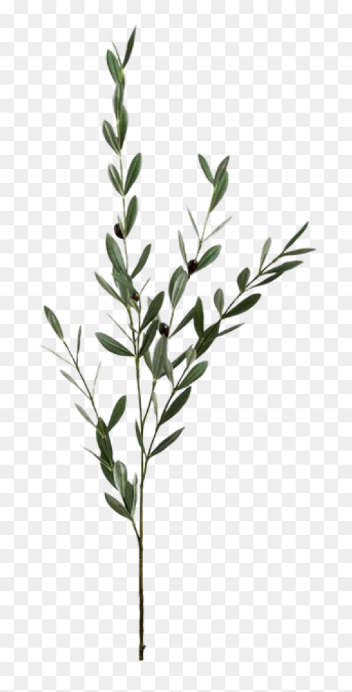 Vines Clipart Greenery - Corner Bor