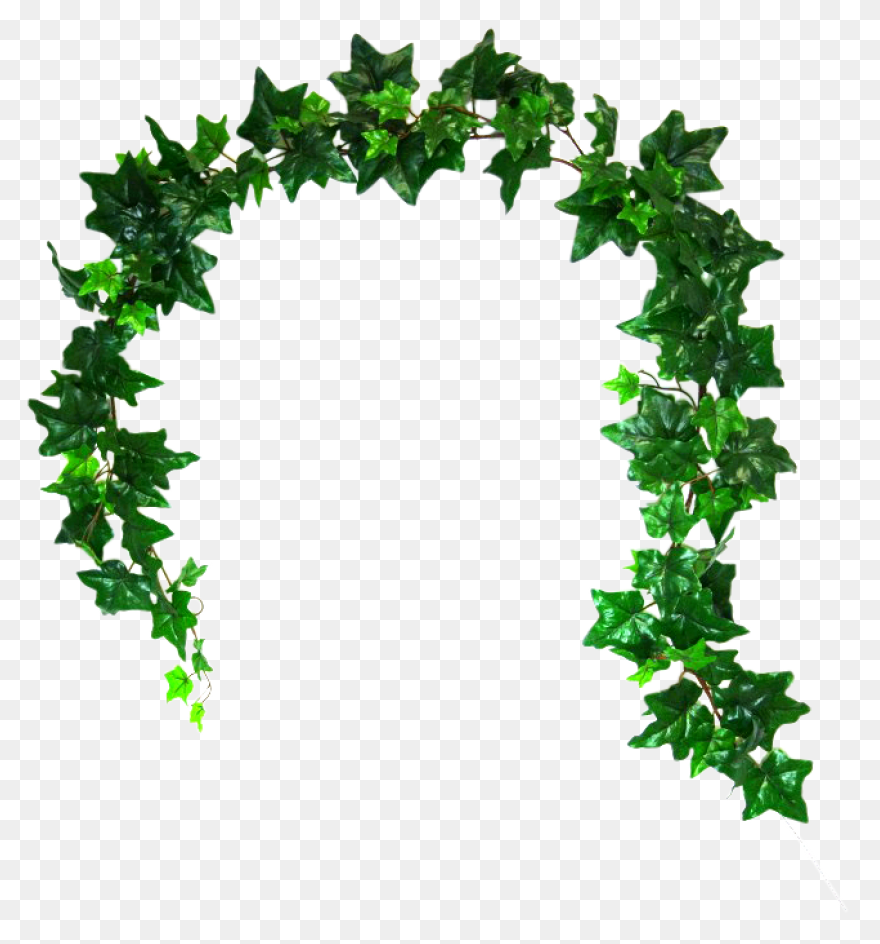 Vines Clipart Greenery - Corner Bor
