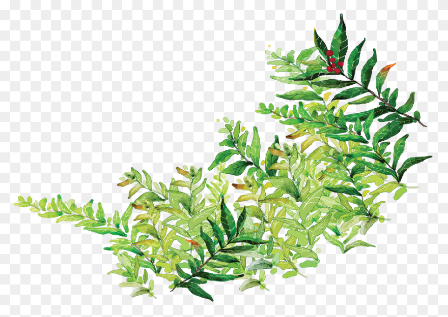 Vines Clipart Greenery - Corner Bor