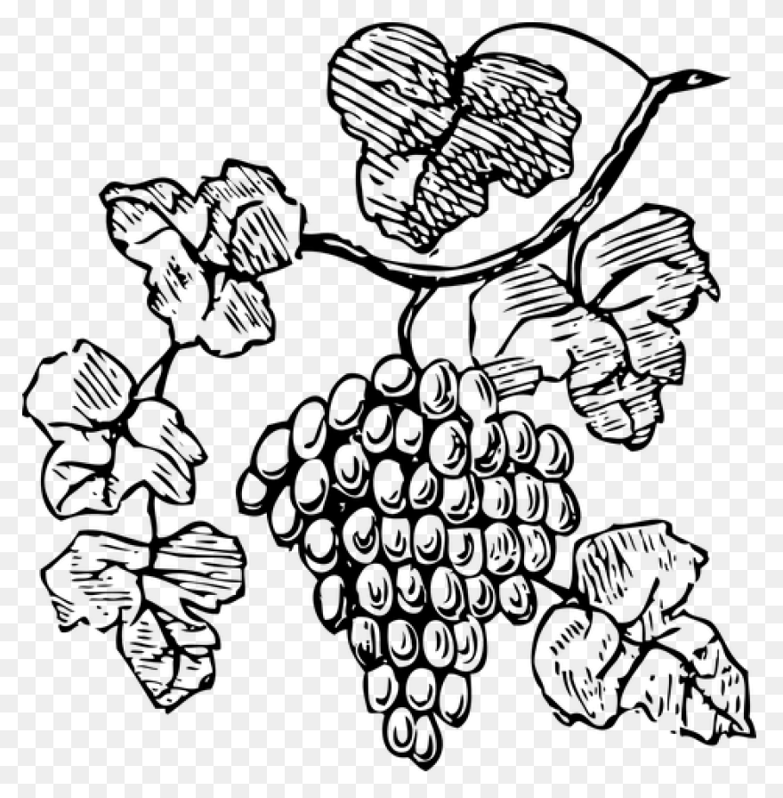 Grape Vines Clip Art Image - Clipsa