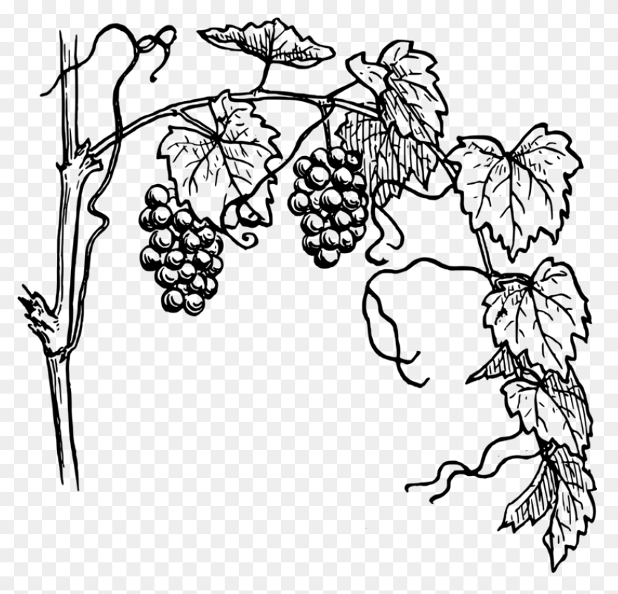 Grape Vines Clip Art Image - Clipsa