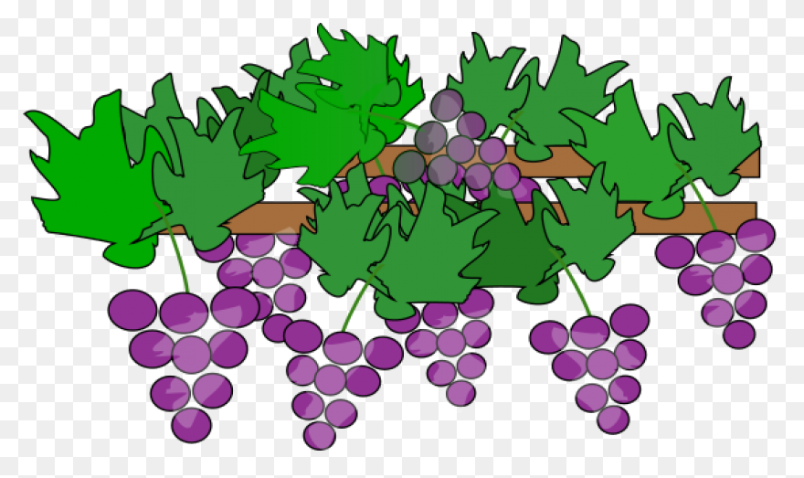 Grape Vines Clipart Image Clipsafari - Grape Vine