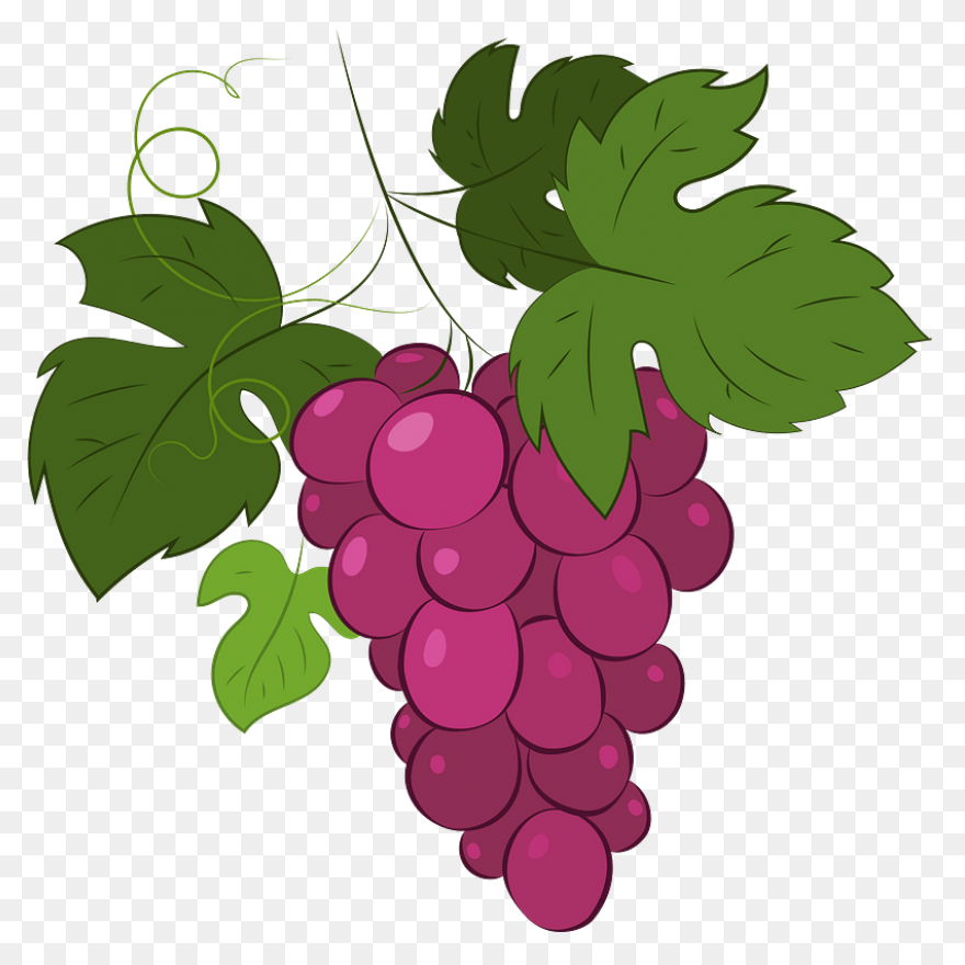 Grape Clipart. Free Download .png - Grape Vine