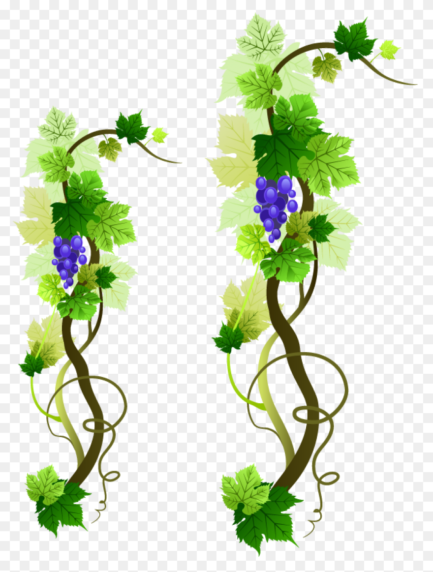 Grape Vines Clip Art Image - Clipsa