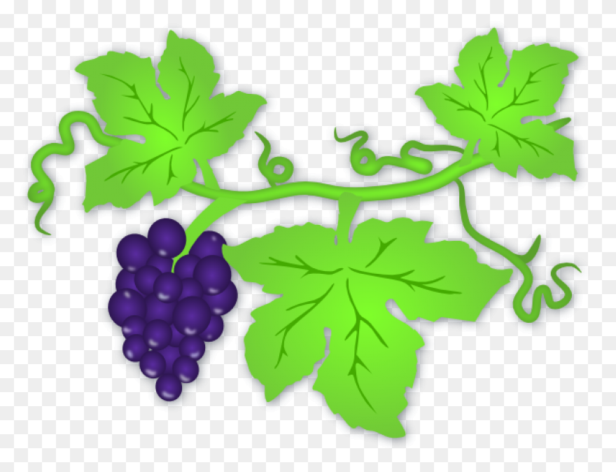 Grape Vines Clip Art Image - Clipsa