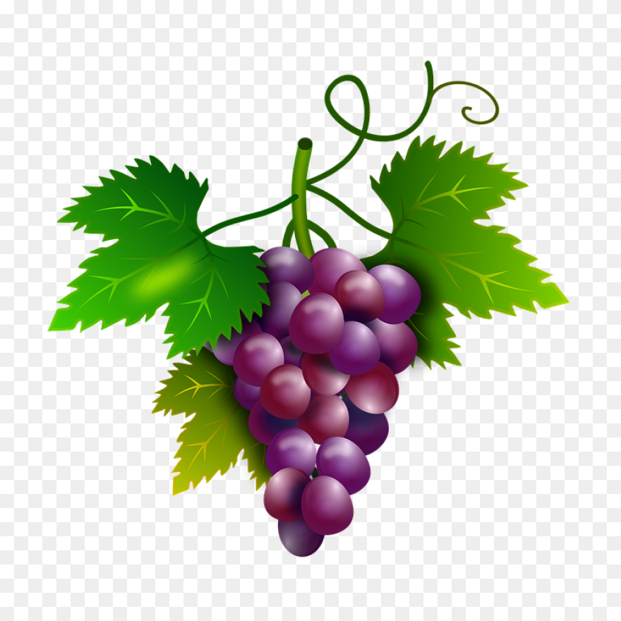 Grape Vines Clip Art Image - Clipsa