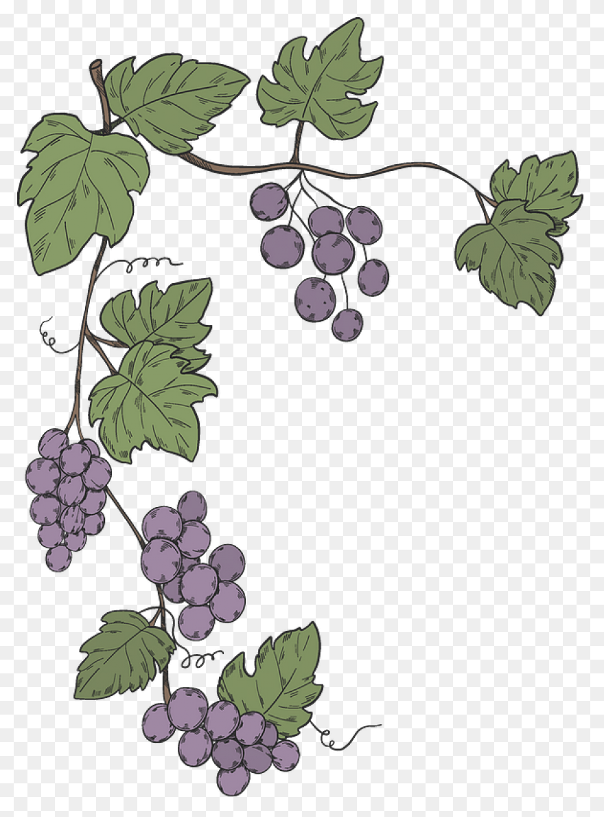 Grape Vines Clip Art Image - Clipsa