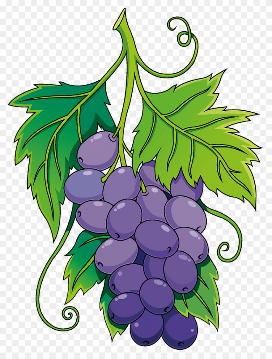 Grape Vines Clip Art Image - Clipsa