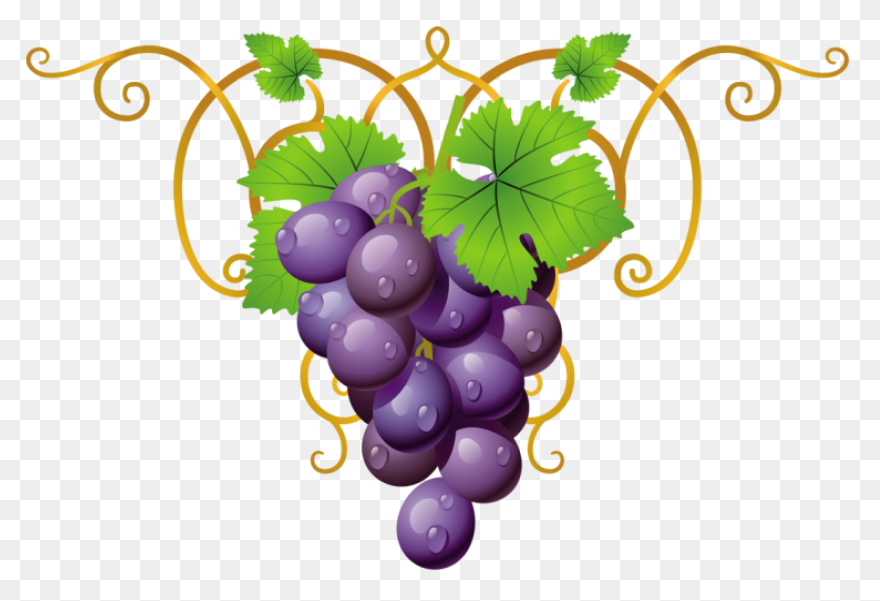 Grape Vines Clip Art Image - Clipsa