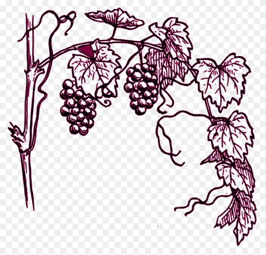 Maroon Grape Vine Clipart At - Grape Vine