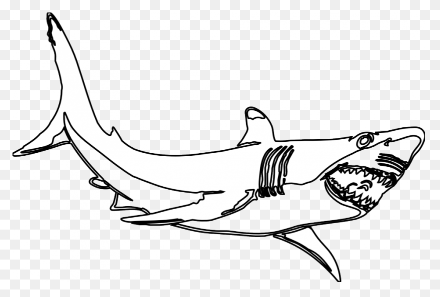 Great White Shark Clipart High Reso
