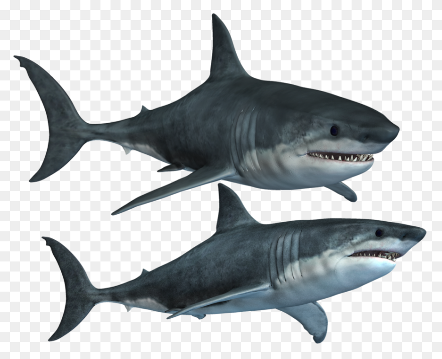 Great White Shark Clipart High - Great White Shark