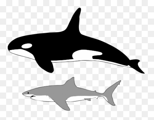 Great White Shark Clipart High Reso