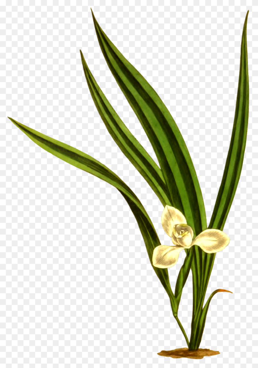 Green Grass Background Clipart - Dr