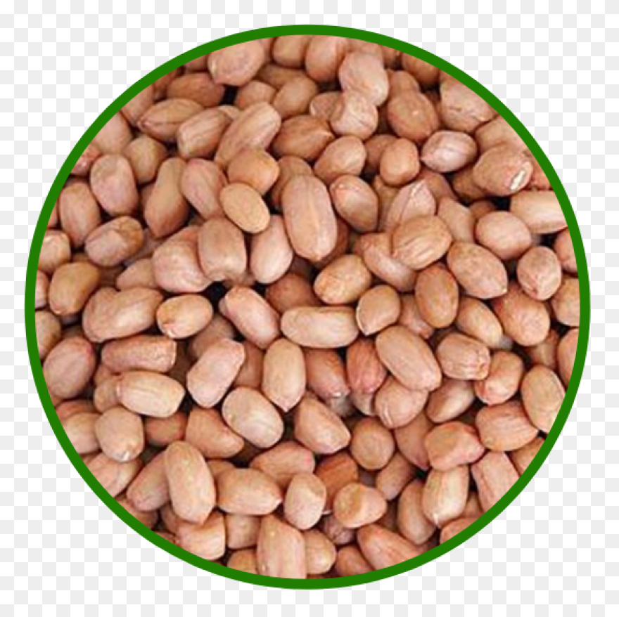Cartoon, Food, Groundnut, Natural, 