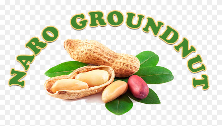 Cartoon, Food, Groundnut, Natural, 