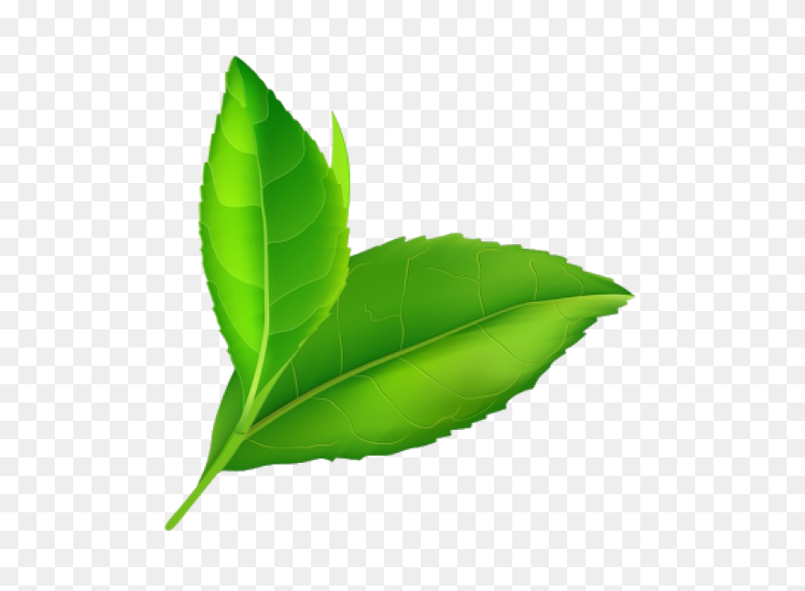 Free Green Leaf Transparent Backgro