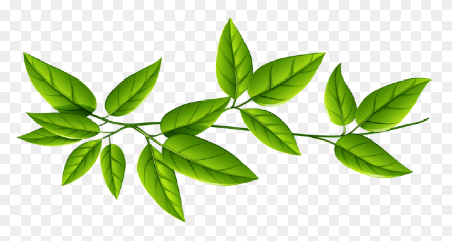 Free Green Leaf Background Download - Green Leaves