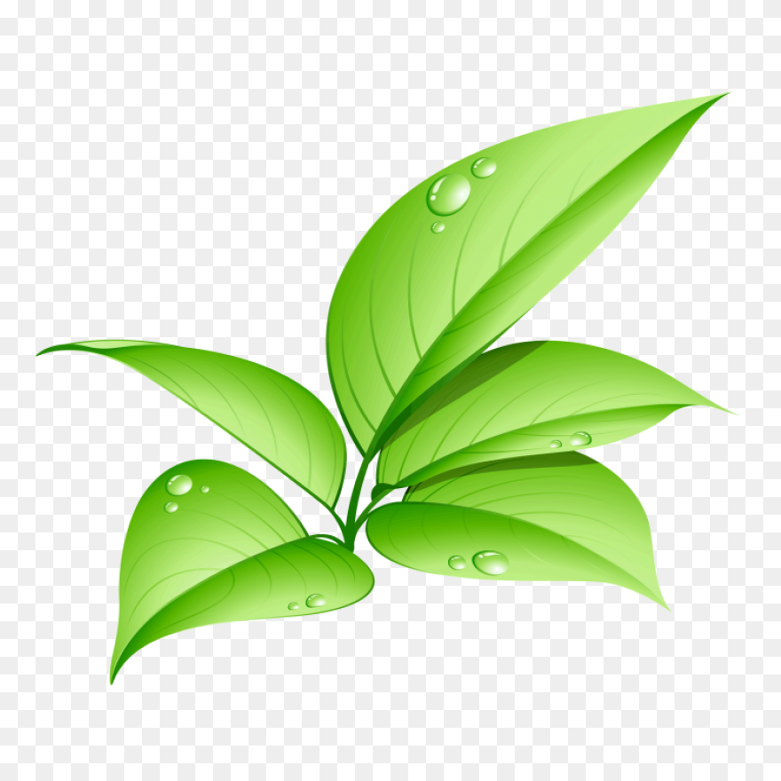 Free Green Leaf Transparent Backgro