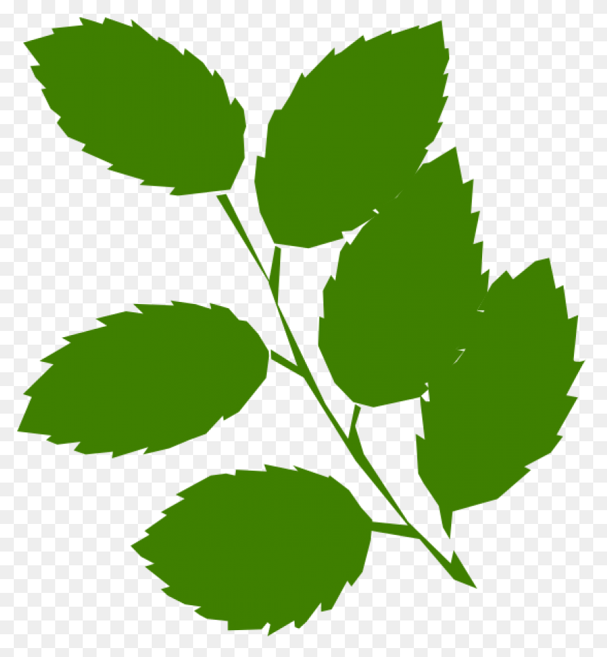Free Green Leaf Transparent Backgro