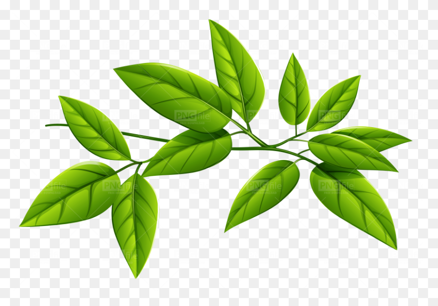 Free Green Leaf Transparent Backgro
