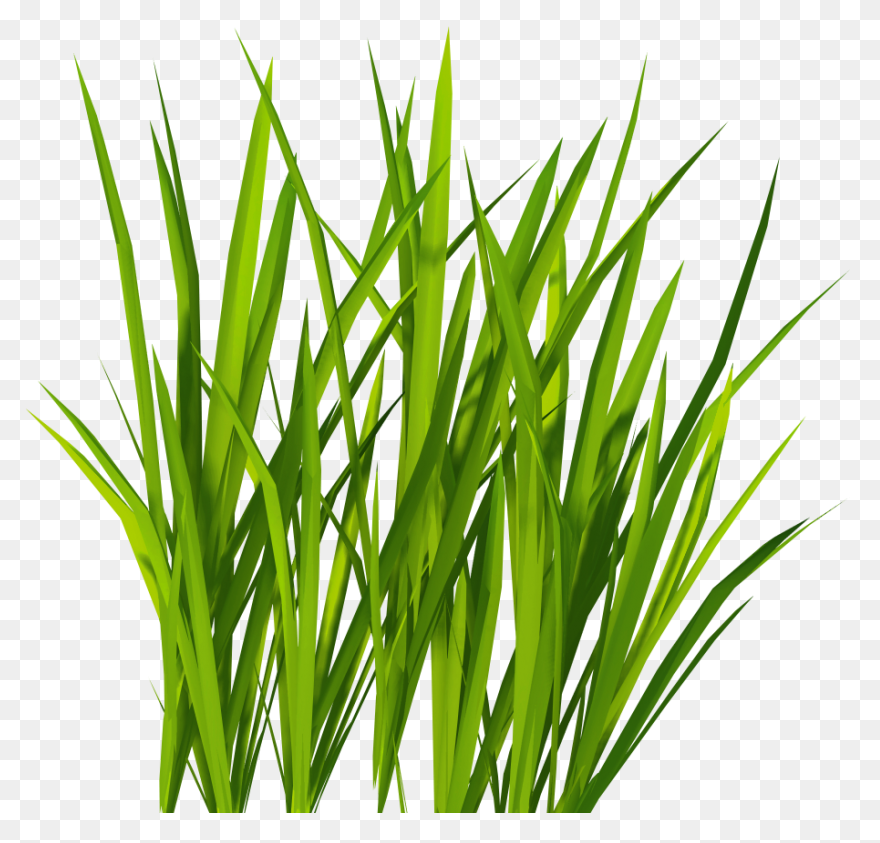  Grass Background Png Green - Green Grass