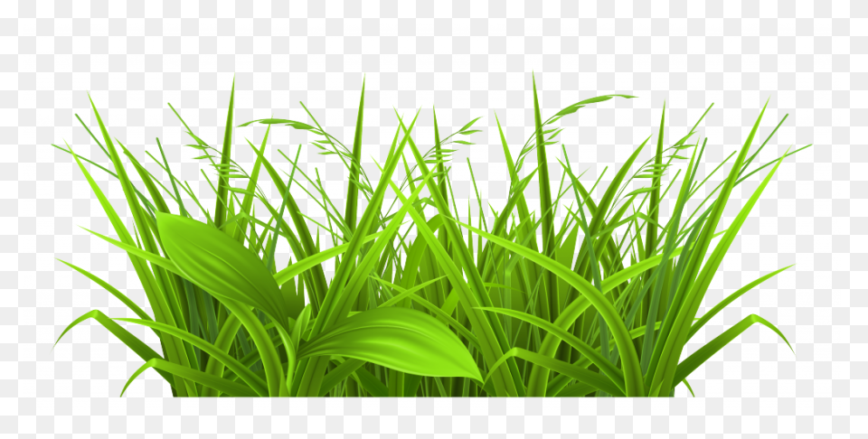 Dew On The Grass, 162.7 Kbyte, V.0.
