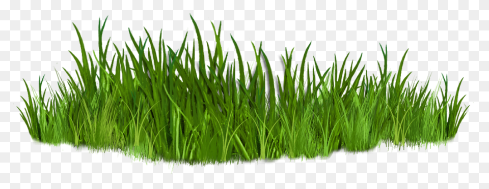 Dew On The Grass, 162.7 Kbyte, V.0.