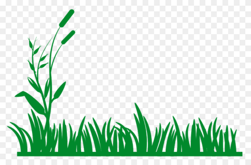 17 Grass Ideas | Grass, Png Images,