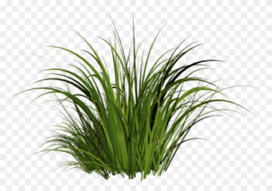 17 Grass Ideas | Grass, Png Images,