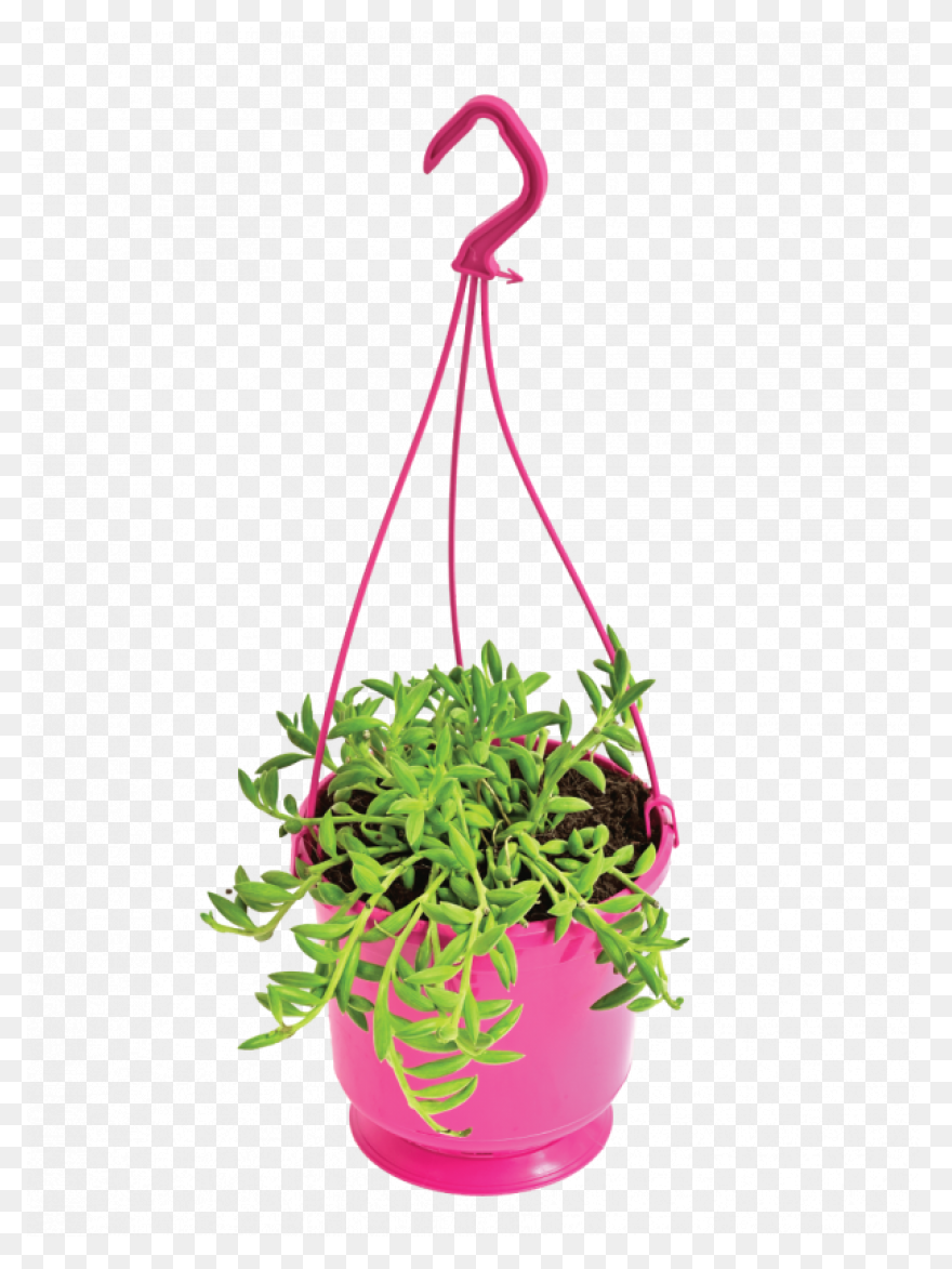 Golden Pothos Small – Chelsea Gar