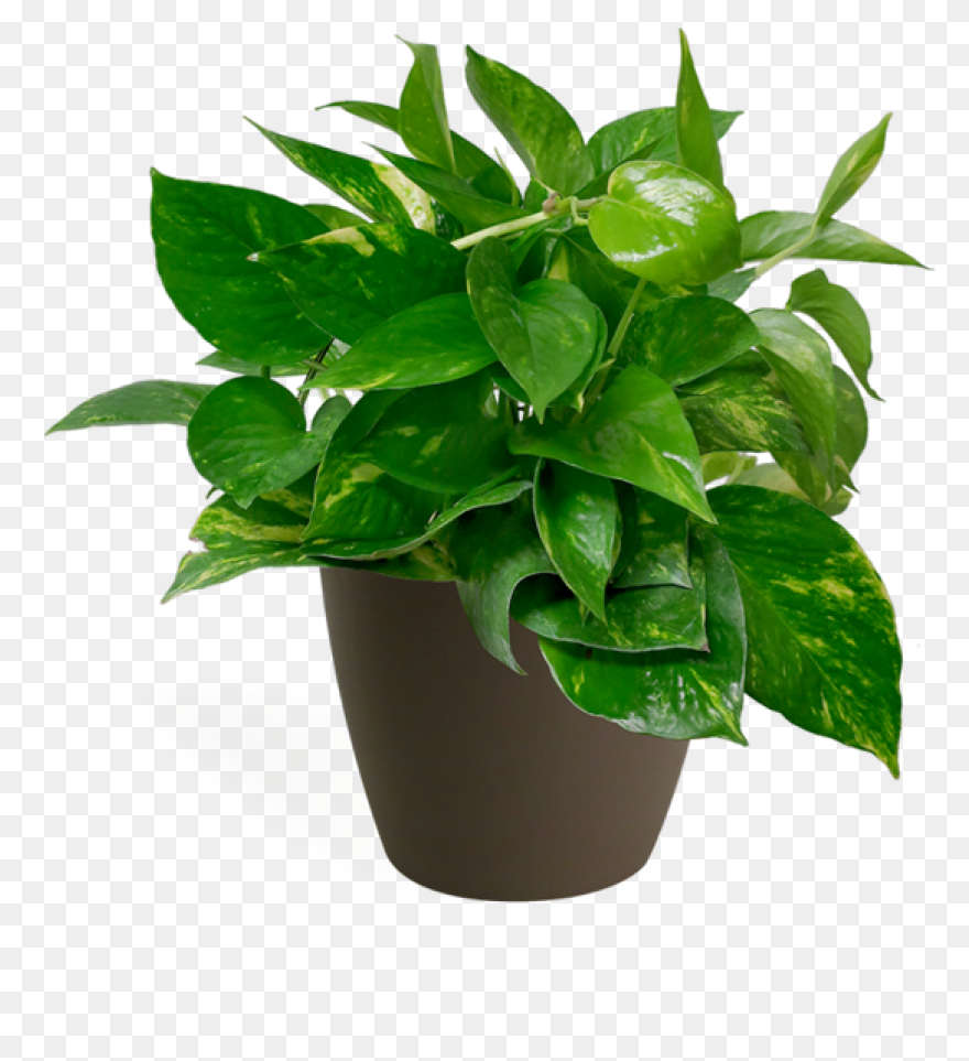 Golden Pothos Small – Chelsea Gar