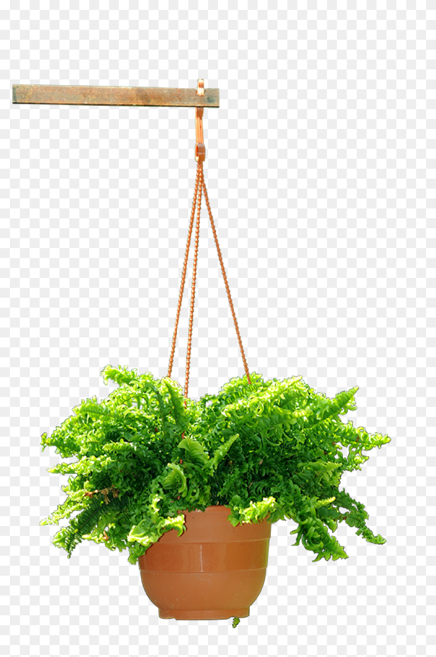 Golden Pothos Small – Chelsea Gar