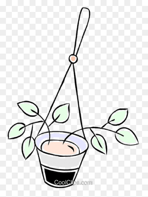 Golden Pothos Small – Chelsea - Hanging Plant