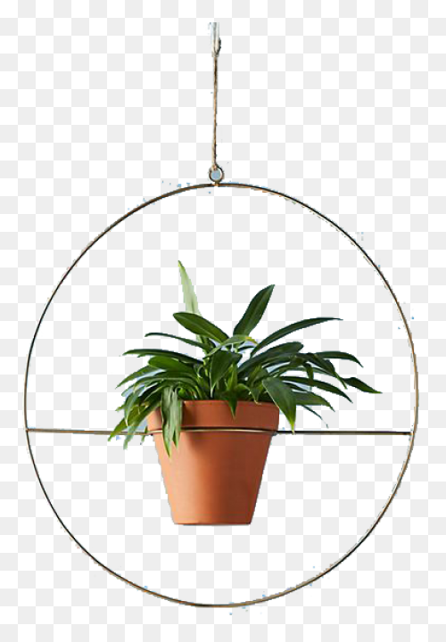 Golden Pothos Small – Chelsea Gar