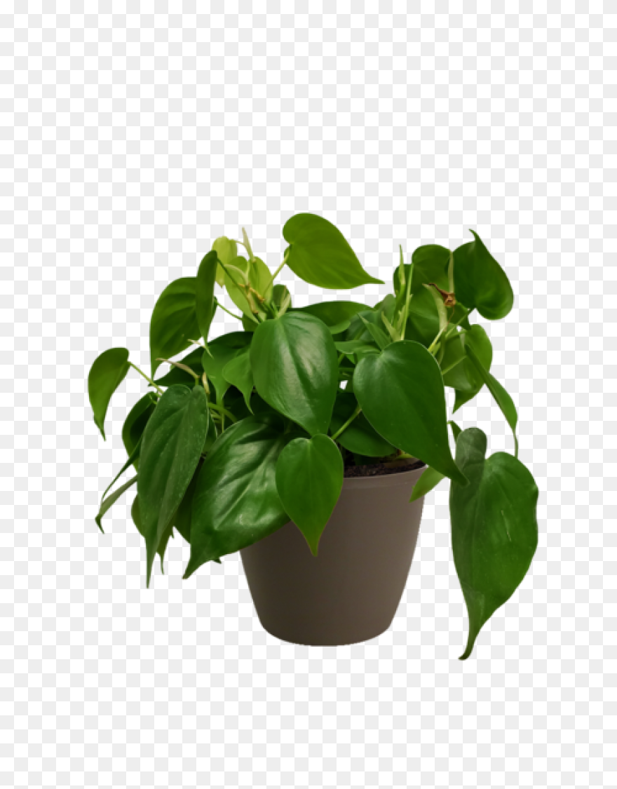Golden Pothos Small – Chelsea Gar