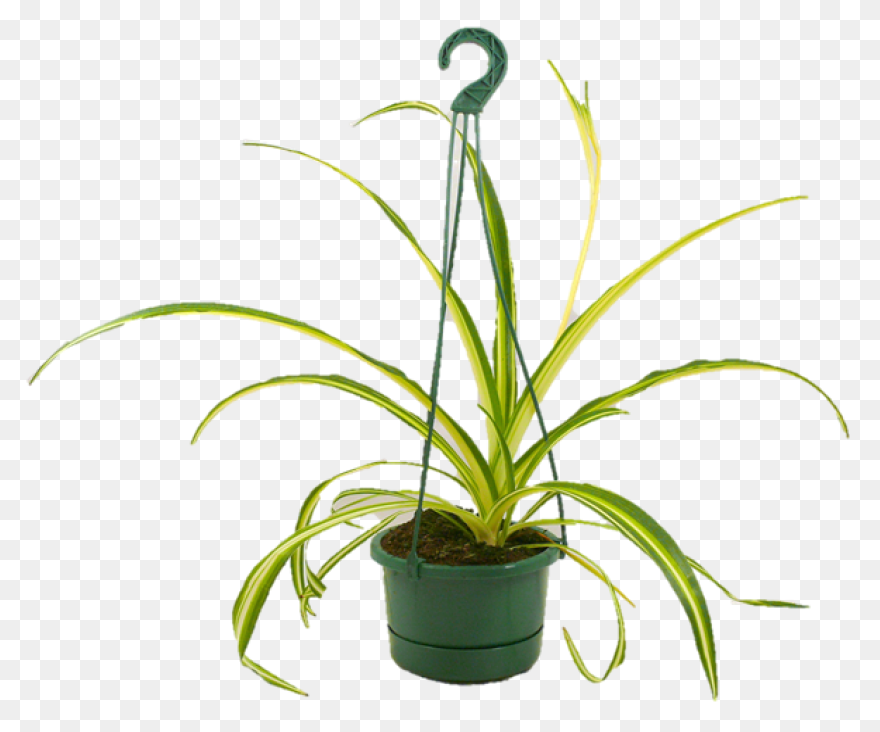 Golden Pothos Small – Chelsea Gar