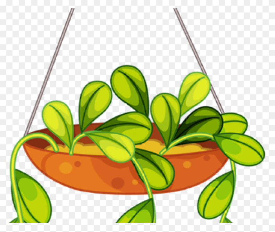 Golden Pothos Small – Chelsea Gar