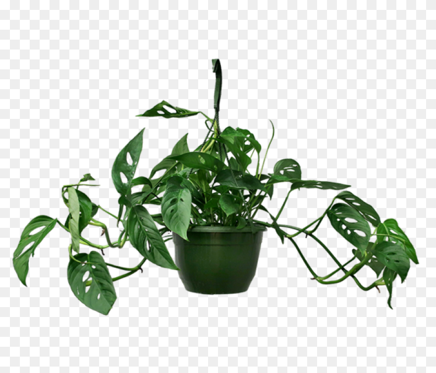 Golden Pothos Small – Chelsea Gar