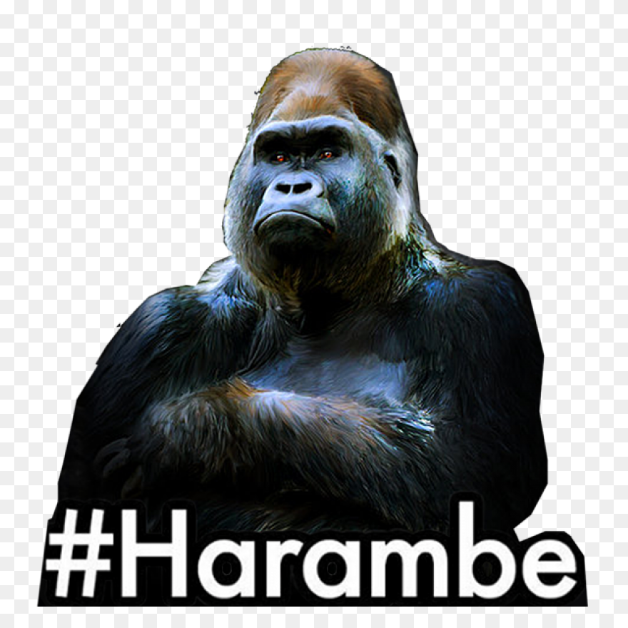 Rip Harambe: #02 - Harambe The Gori