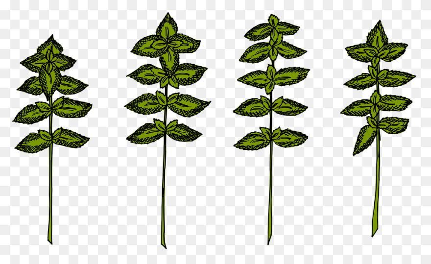 Garden Parsley, Herbs, Parsley, Pla