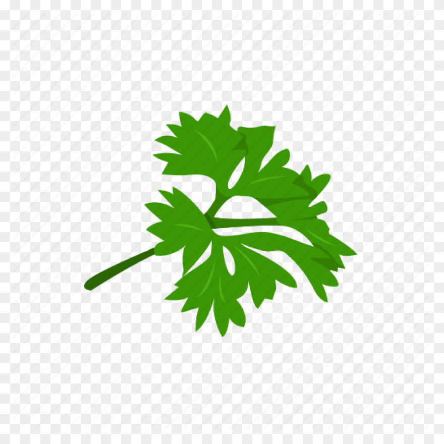 Garden Parsley Herbs Parsley Plant - Herbs