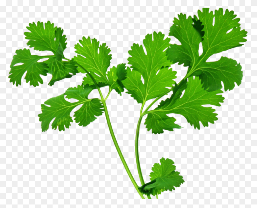 Garden Parsley, Herbs, Parsley, Pla