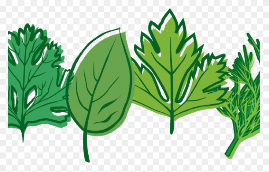 Garden Parsley, Herbs, Parsley, Pla