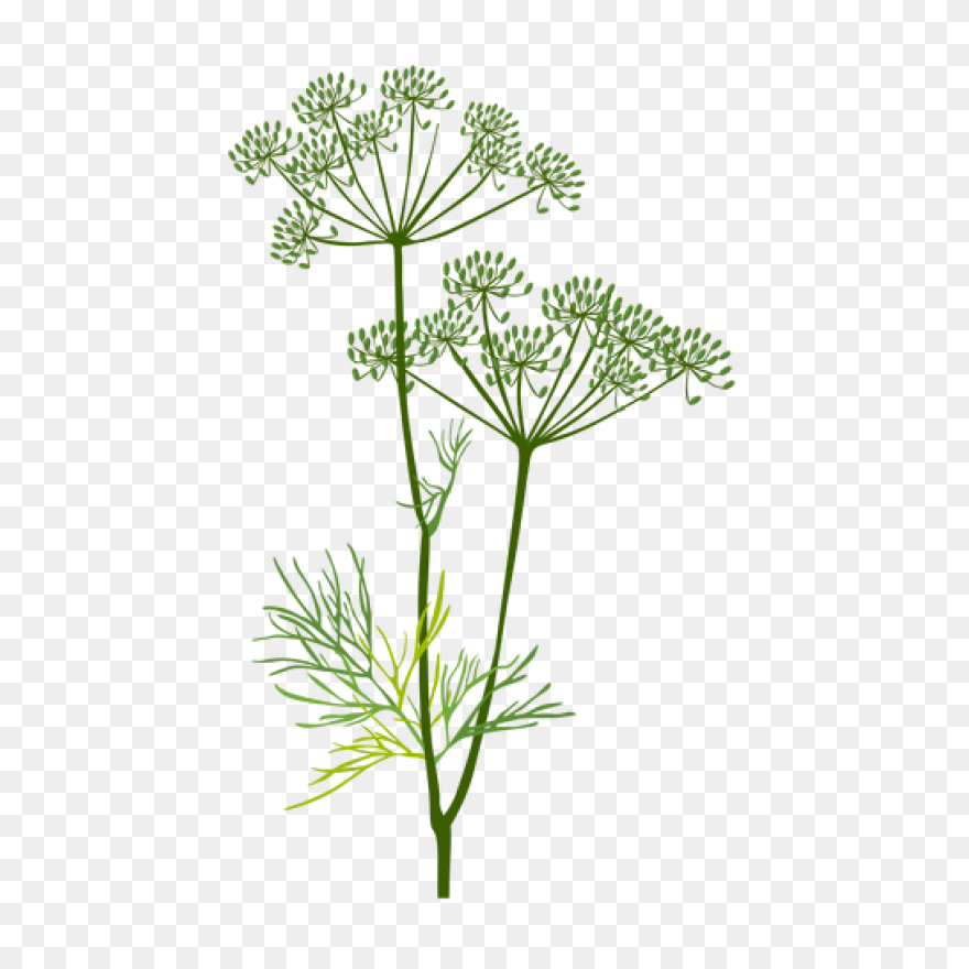Garden Parsley, Herbs, Parsley, Pla