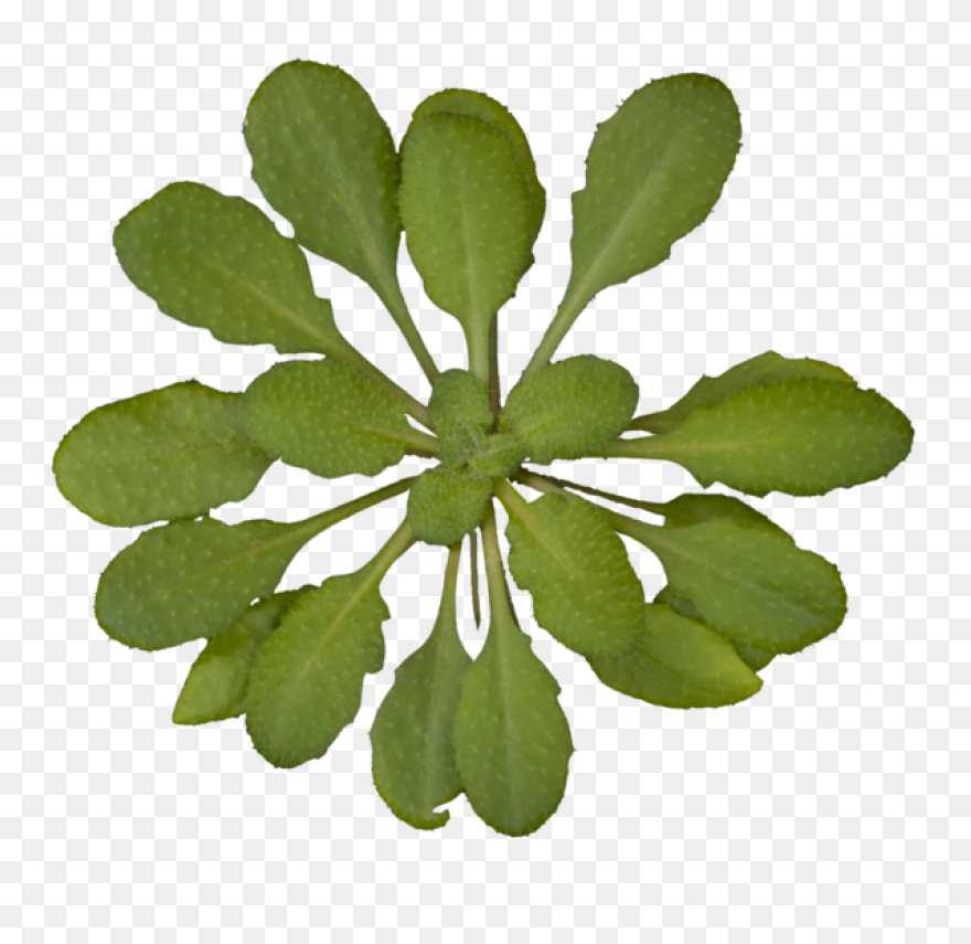 Garden Parsley, Herbs, Parsley, Pla