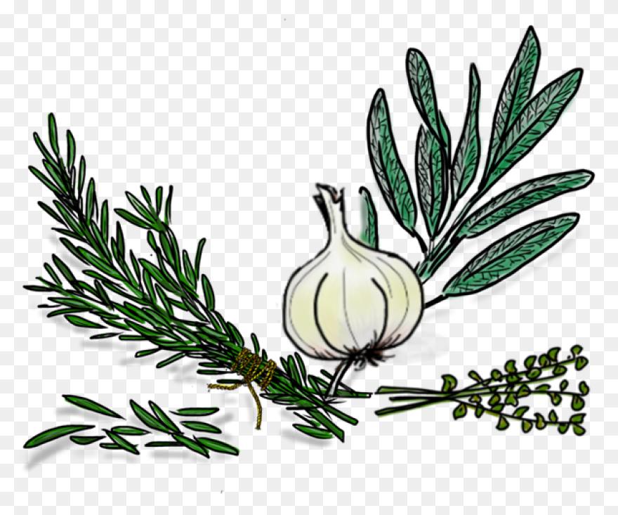Garden Parsley, Herbs, Parsley, Pla