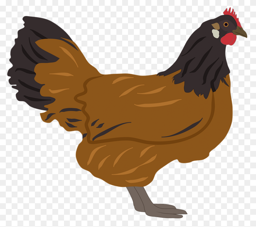 Hen Clip Art - Hen Image