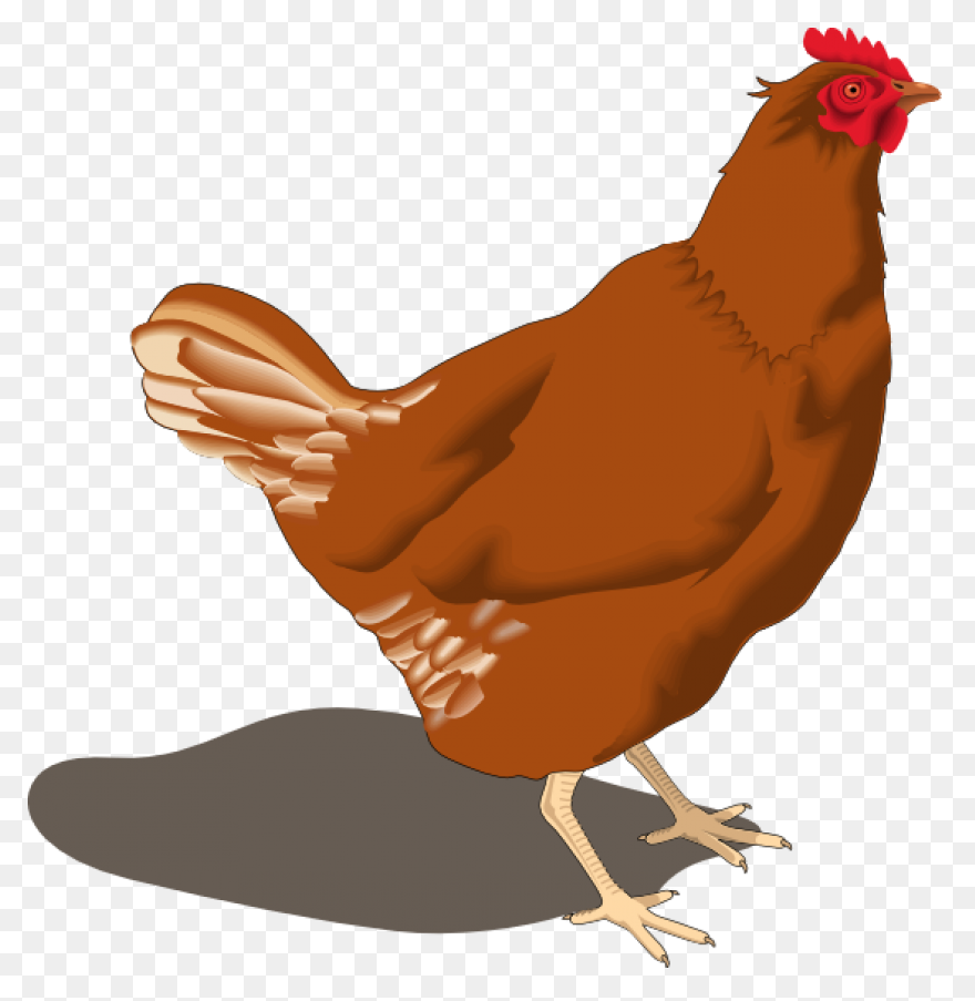 Hen Clip Art - Hen Image
